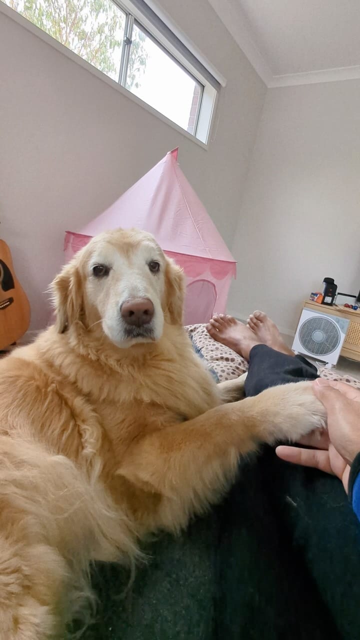 Post 6 by Tequila | Golden Retriever on Instagram (video)