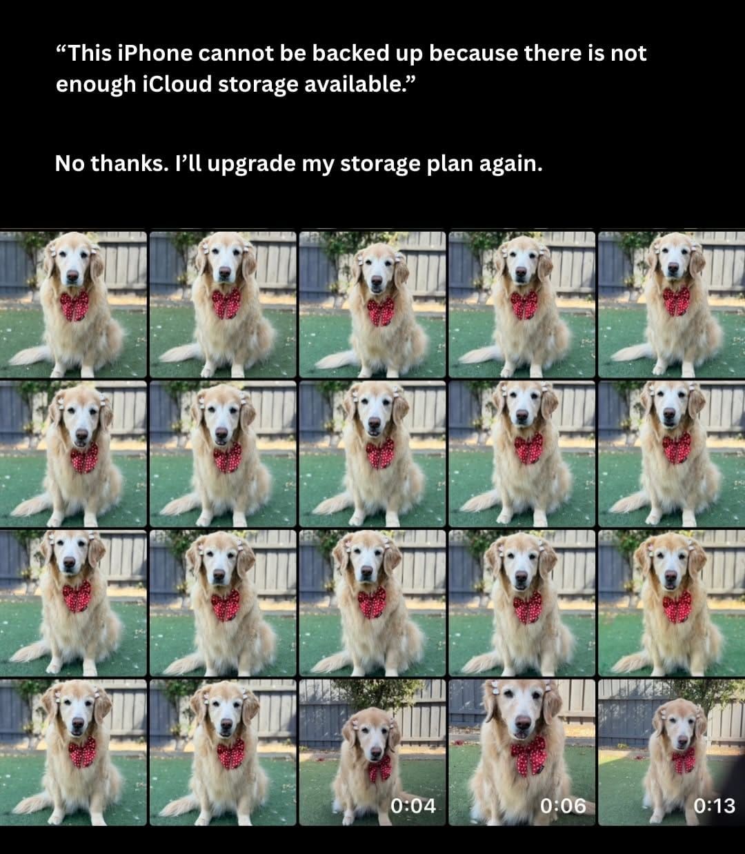 Post 4 by Tequila | Golden Retriever on Instagram (carousel)