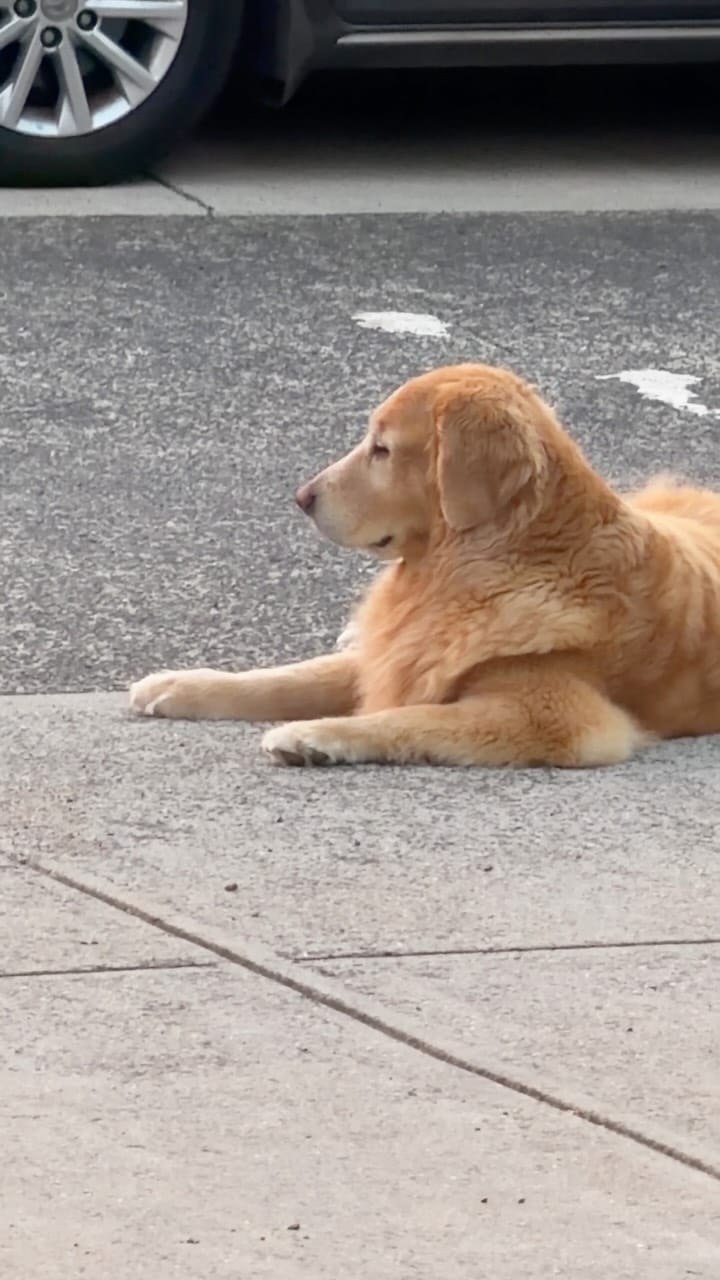 Post 2 by Tequila | Golden Retriever on Instagram (video)