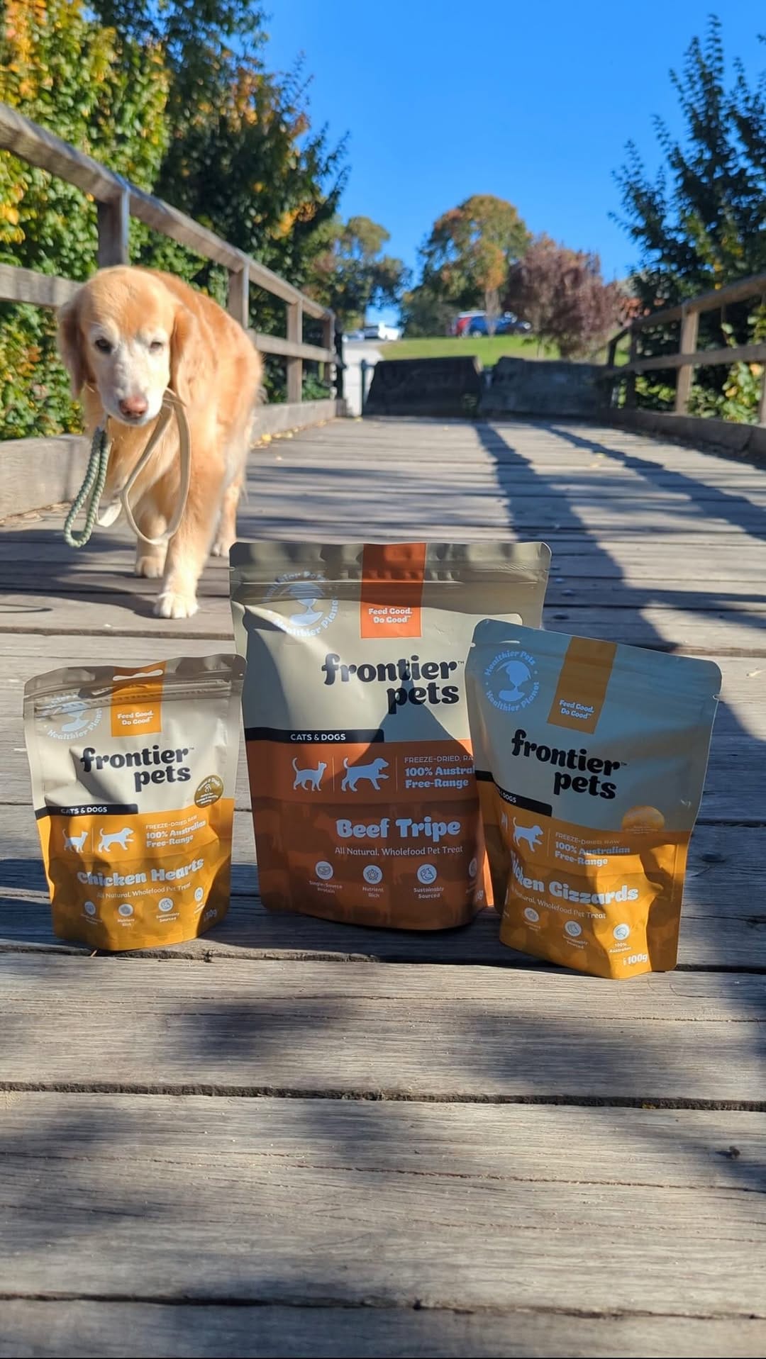Post 7 by Tequila | Golden Retriever on Instagram (video)