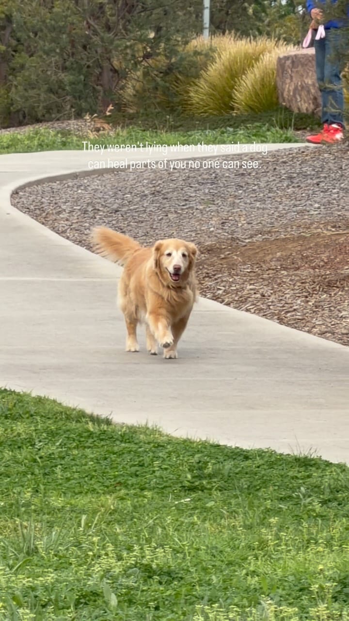 Post 1 by Tequila | Golden Retriever on Instagram (video)