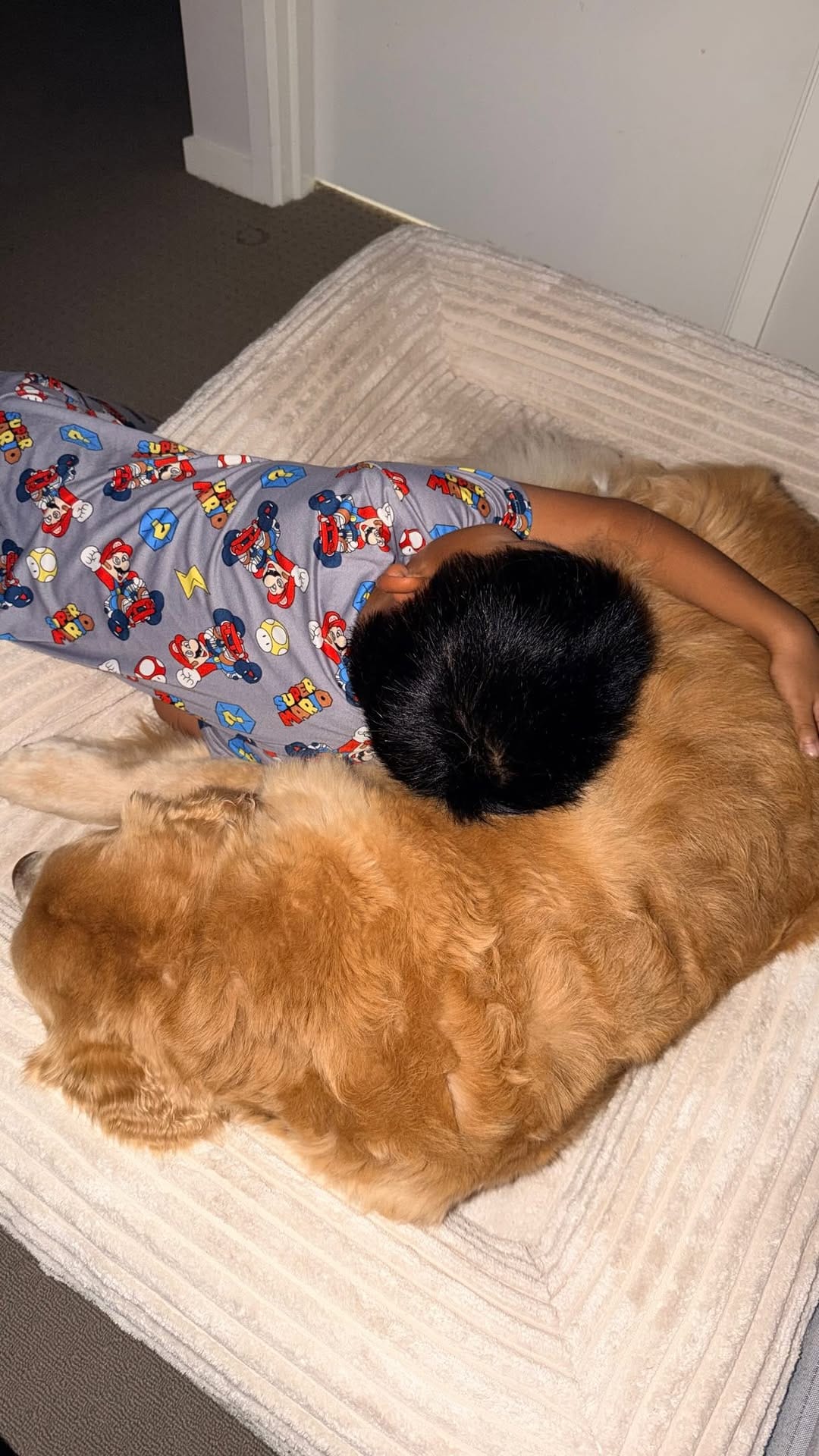 Post 3 by Tequila | Golden Retriever on Instagram (video)