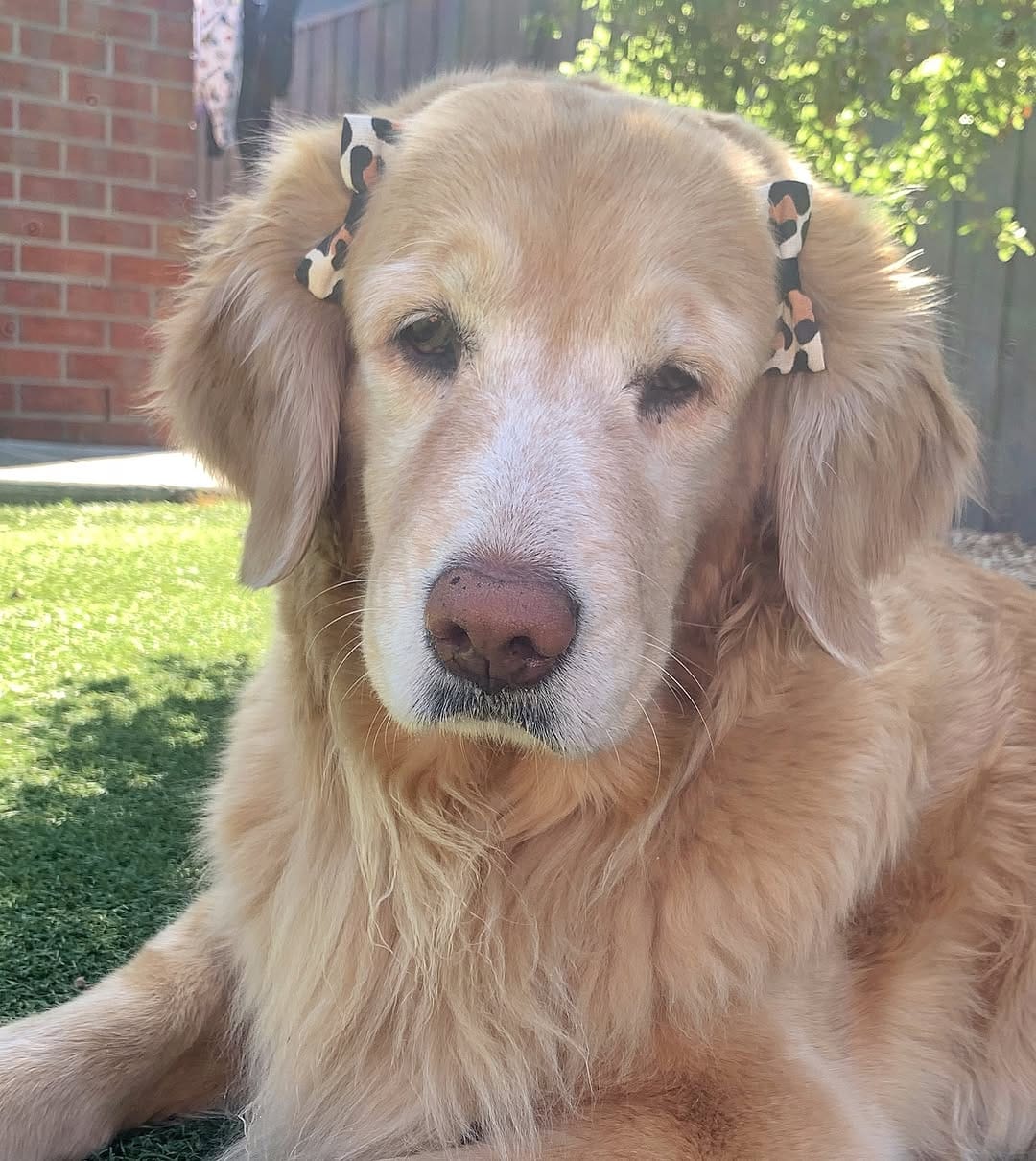 Post 10 by Tequila | Golden Retriever on Instagram (carousel)