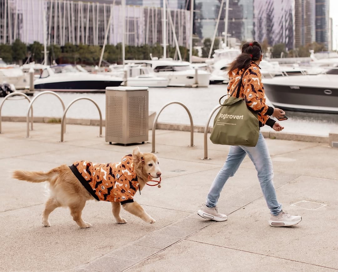 Post 9 by Tequila | Golden Retriever on Instagram (carousel)