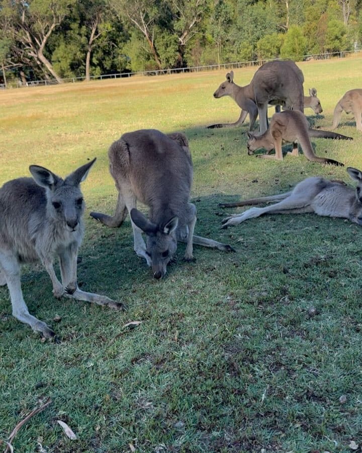 Post 1 by New To Melbourne on Instagram (carousel)