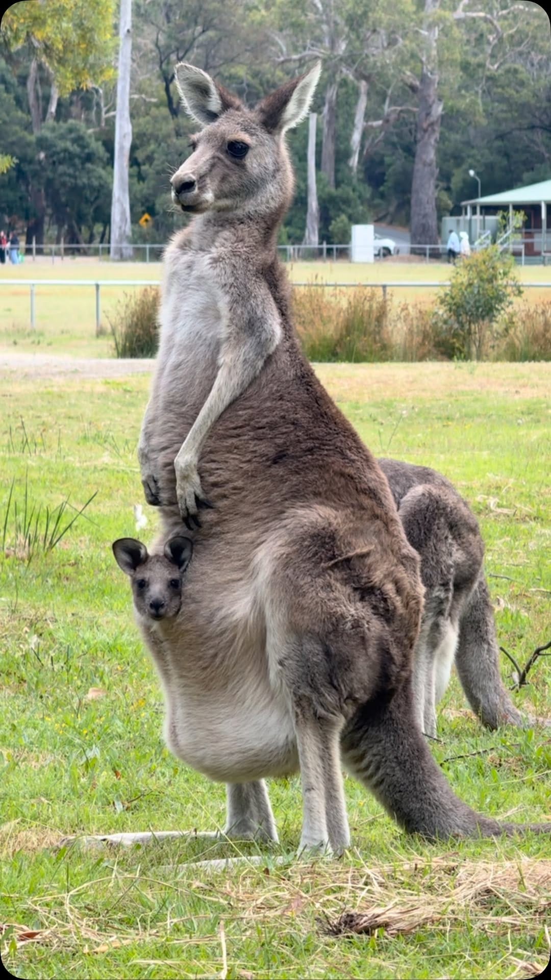 Post 4 by New To Melbourne on Instagram (video)