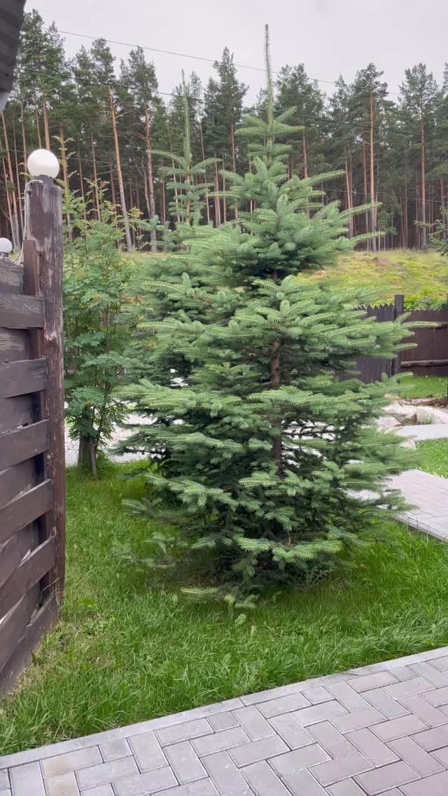 Post 4 by ГОСТЕВОЙ ДОМ БОДРЫЙ ЛОСЬ|БЕСЕДКИ🦌БАРНАУЛ on Instagram (video)