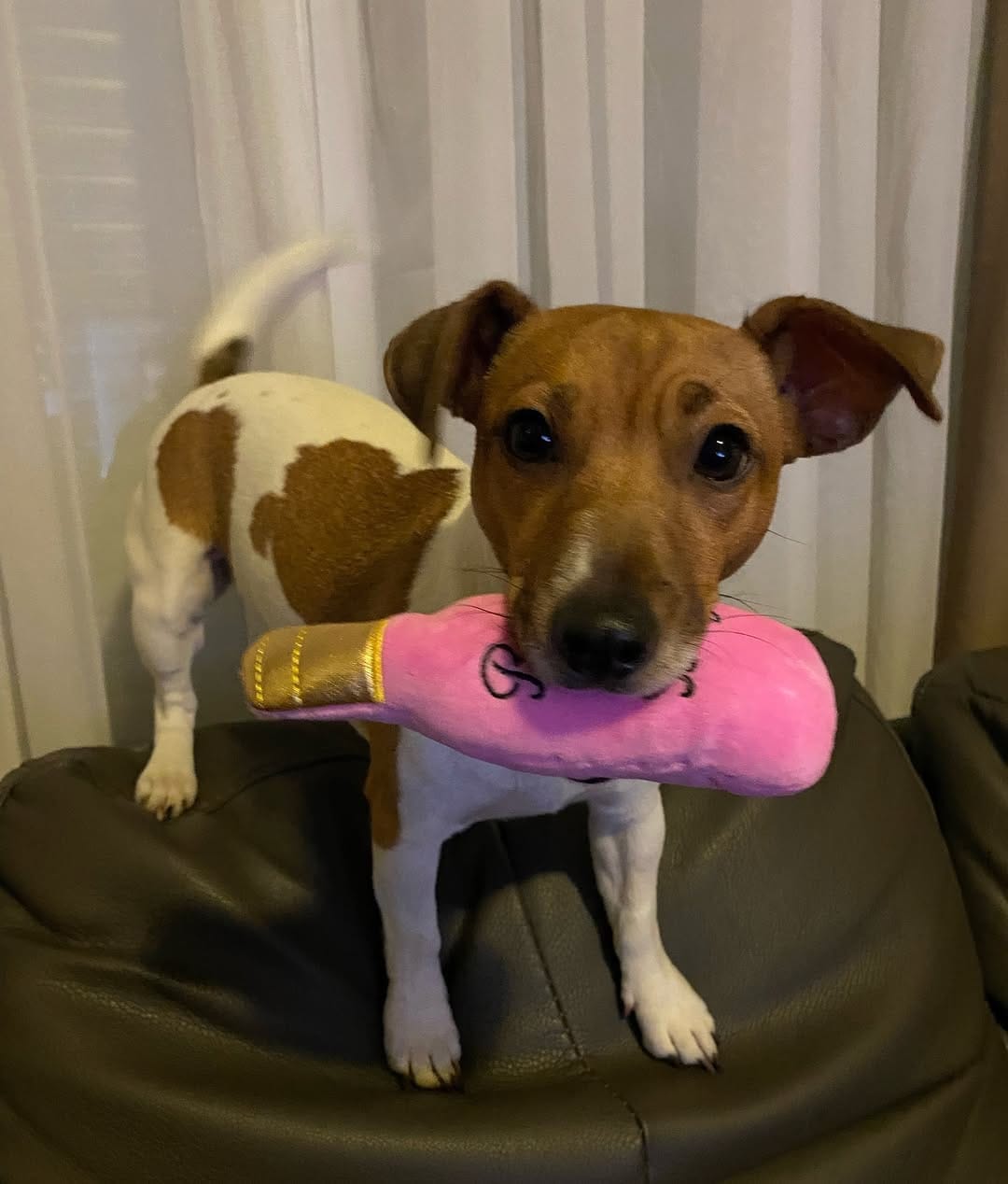 Post 9 by Pet Obsessed on Instagram (image)
