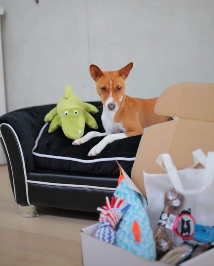 Post 10 by Pet Obsessed on Instagram (image)