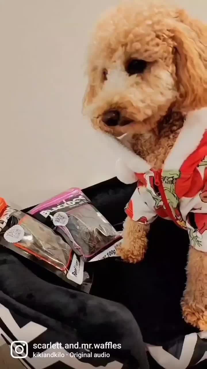 Post 5 by Pet Obsessed on Instagram (video)
