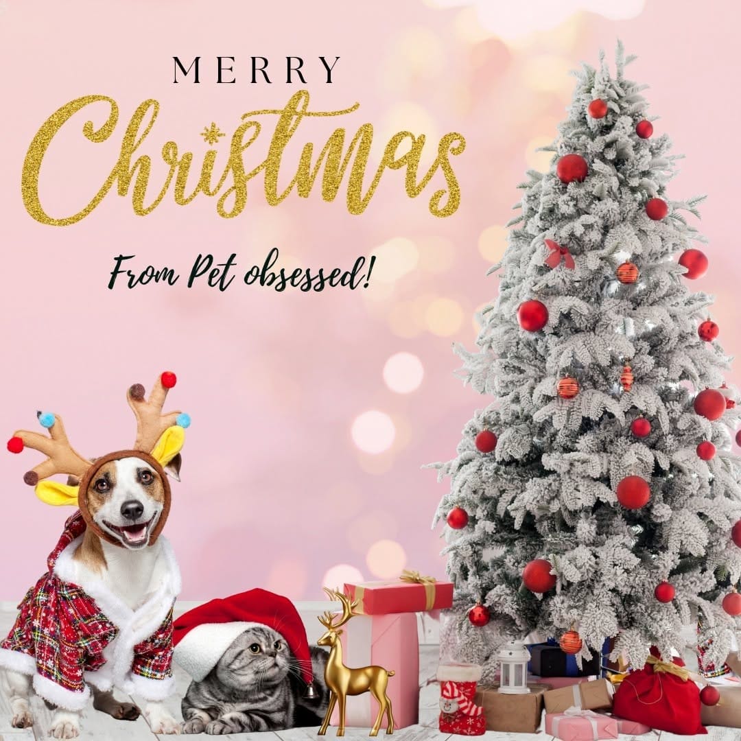 Post 2 by Pet Obsessed on Instagram (image)