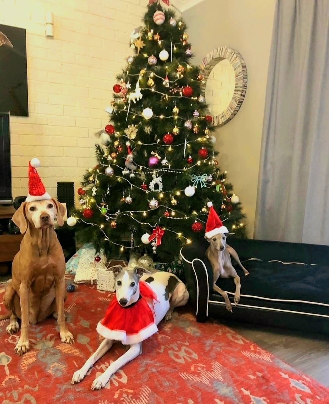Post 3 by Pet Obsessed on Instagram (image)