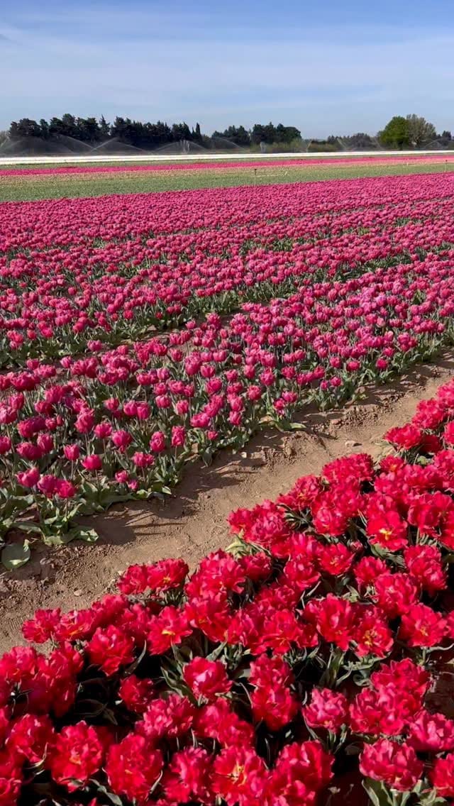 Post 6 by Maison Vue Provence on Instagram (video)