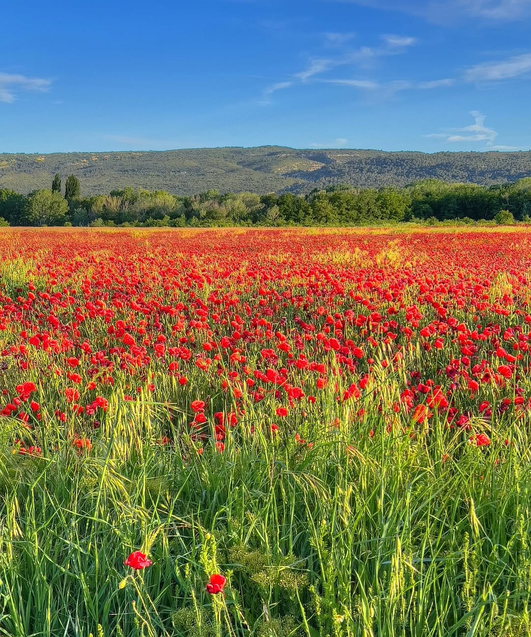 Post 4 by Maison Vue Provence on Instagram (image)