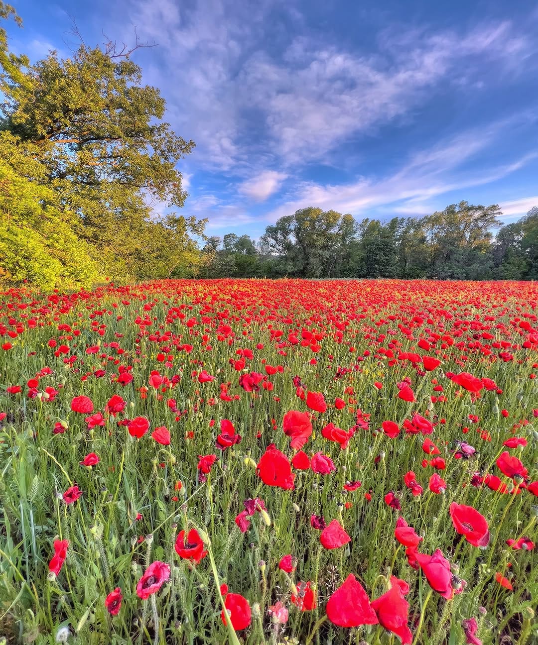 Post 5 by Maison Vue Provence on Instagram (image)
