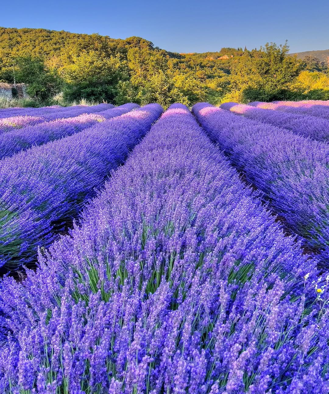 Post 10 by Maison Vue Provence on Instagram (image)