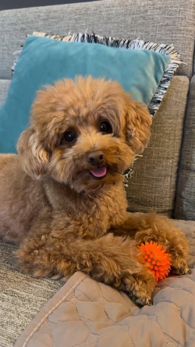 Post 2 by MARVEN 🧡 Red Toy Poodle on Instagram (video)