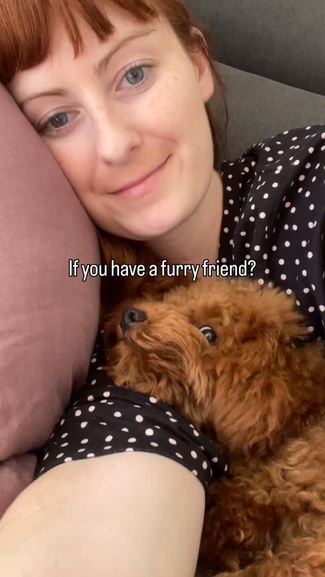 Post 4 by MARVEN 🧡 Red Toy Poodle on Instagram (video)
