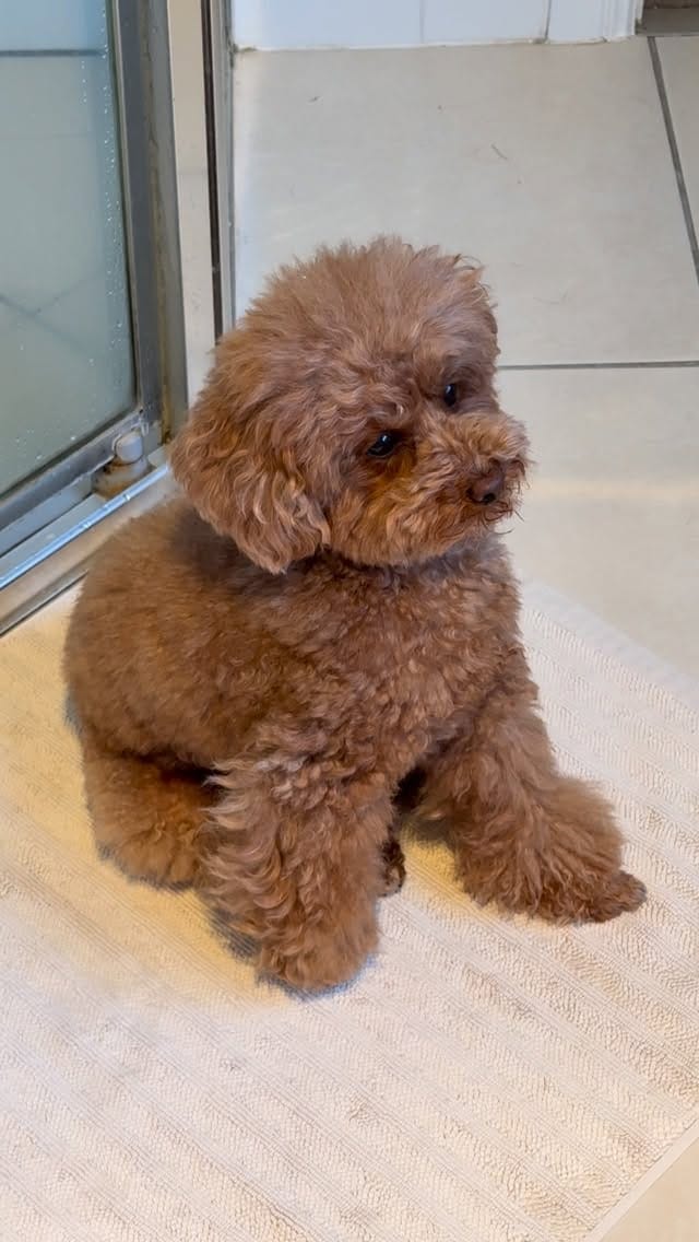 Post 5 by MARVEN 🧡 Red Toy Poodle on Instagram (video)