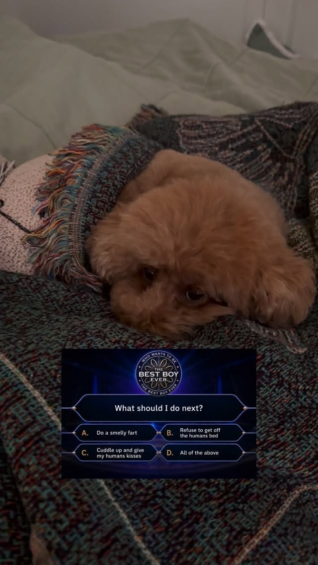 Post 3 by MARVEN 🧡 Red Toy Poodle on Instagram (video)