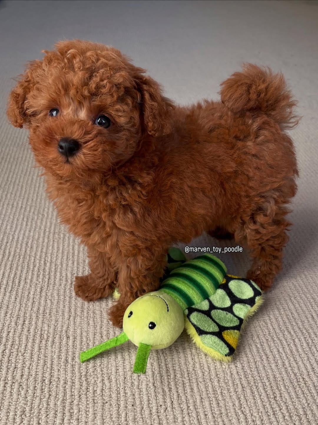 Post 8 by MARVEN 🧡 Red Toy Poodle on Instagram (carousel)