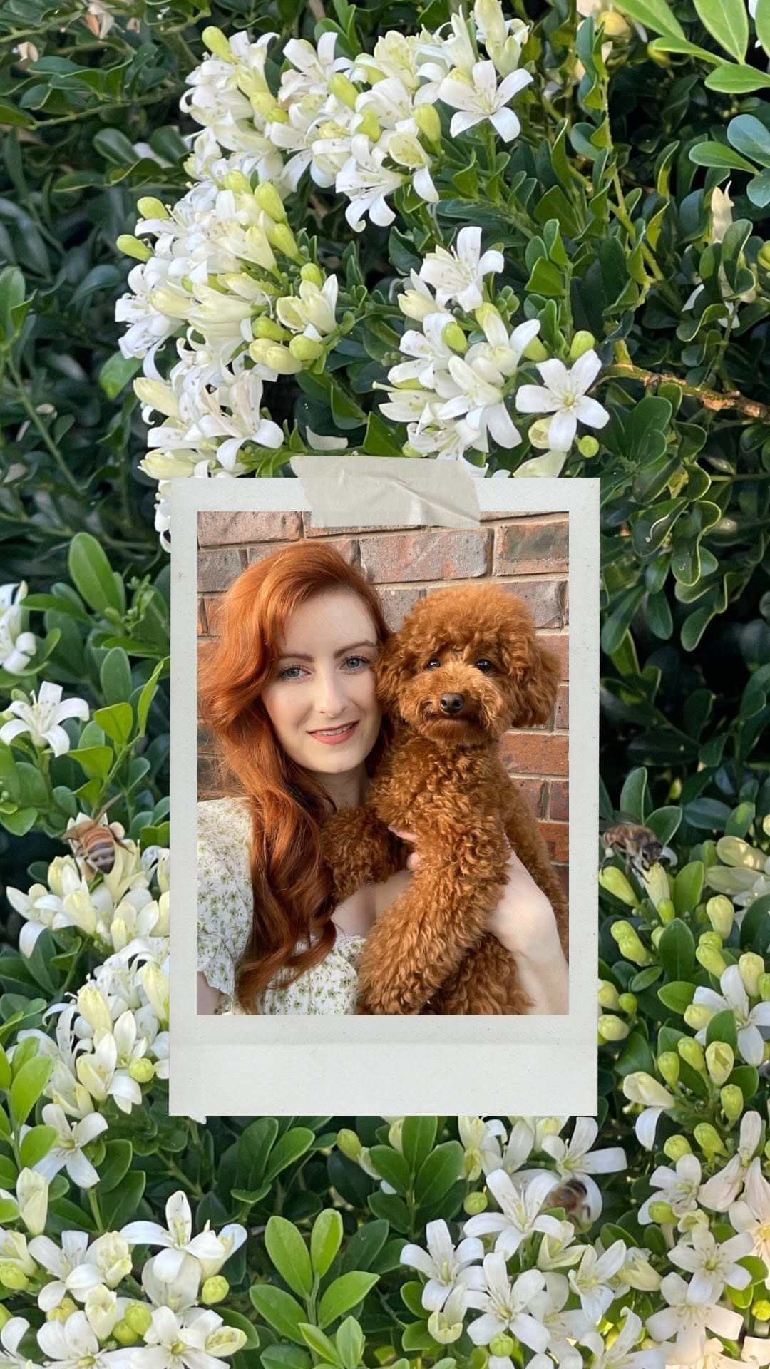 Post 9 by MARVEN 🧡 Red Toy Poodle on Instagram (video)