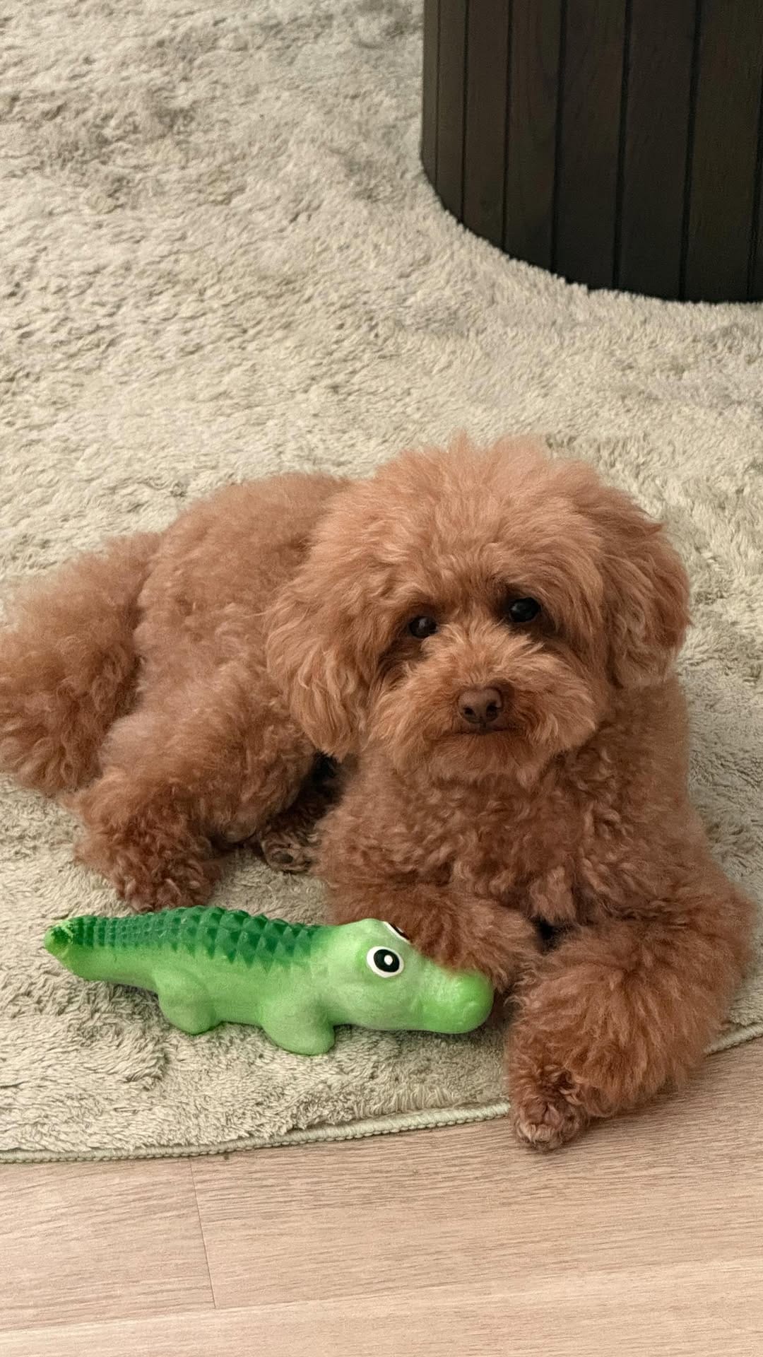 Post 7 by MARVEN 🧡 Red Toy Poodle on Instagram (video)
