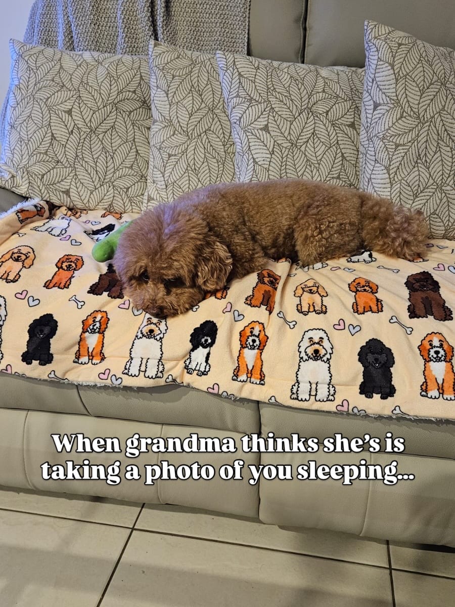 Post 1 by MARVEN 🧡 Red Toy Poodle on Instagram (carousel)