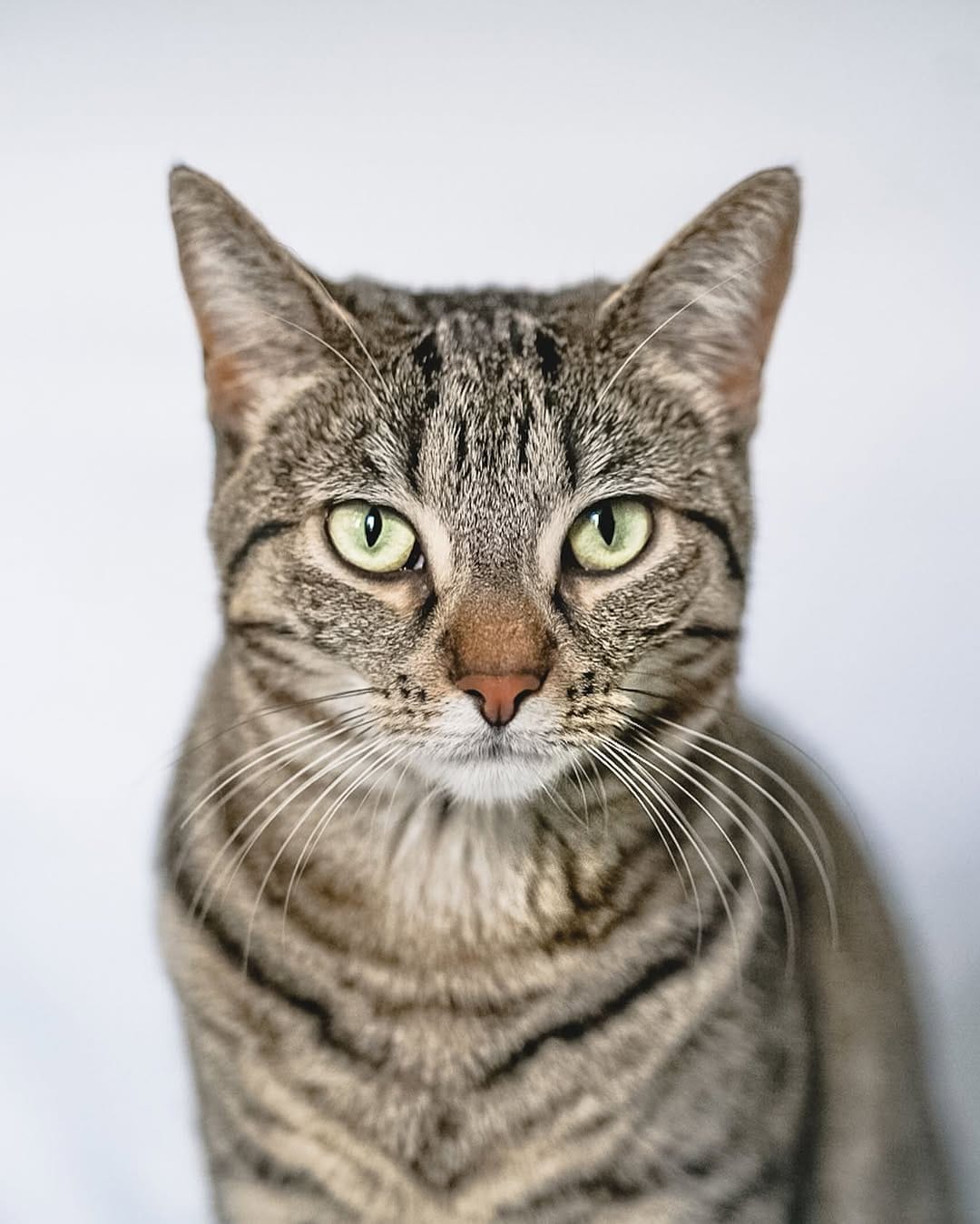 Post 9 by Content Creators | Cat Photography | UGC on Instagram (image)