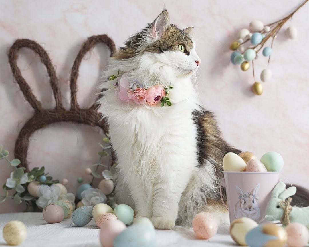 Post 8 by Content Creators | Cat Photography | UGC on Instagram (image)