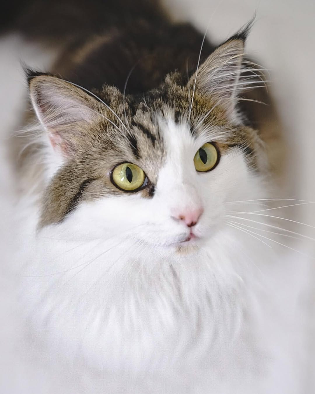 Post 3 by Content Creators | Cat Photography | UGC on Instagram (image)
