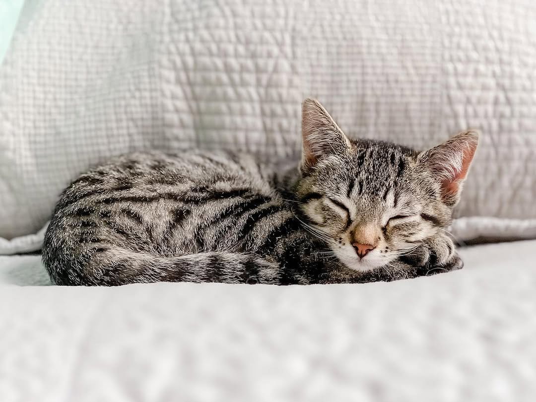 Post 5 by Content Creators | Cat Photography | UGC on Instagram (carousel)