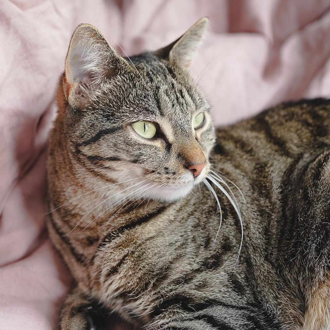 Post 2 by Content Creators | Cat Photography | UGC on Instagram (carousel)
