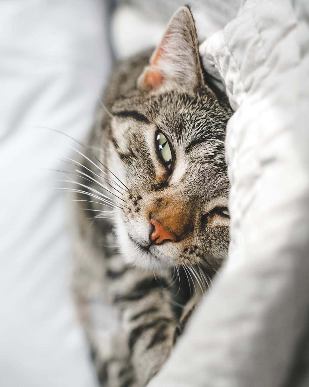 Post 1 by Content Creators | Cat Photography | UGC on Instagram (carousel)