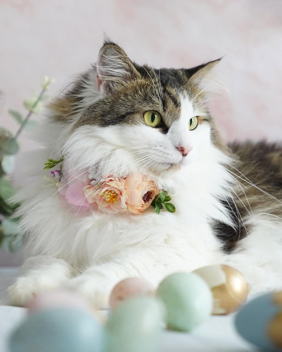 Post 7 by Content Creators | Cat Photography | UGC on Instagram (carousel)