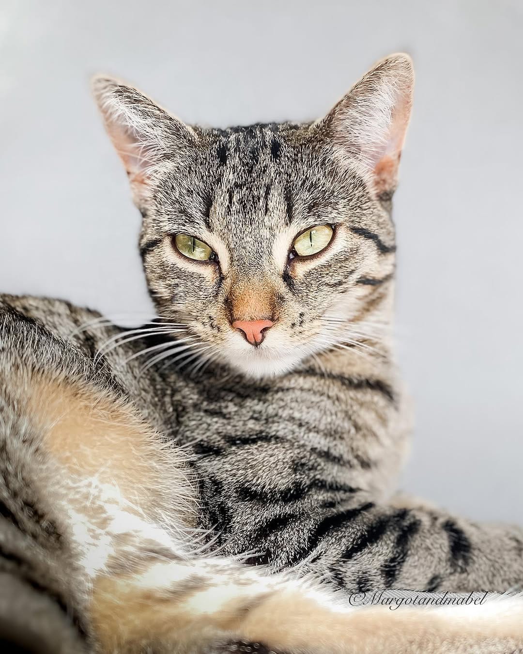 Post 10 by Content Creators | Cat Photography | UGC on Instagram (image)
