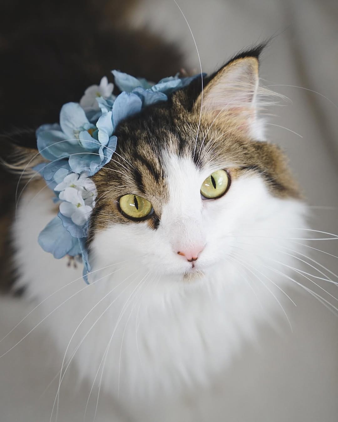 Post 6 by Content Creators | Cat Photography | UGC on Instagram (image)