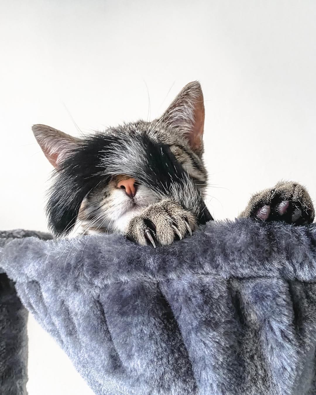 Post 4 by Content Creators | Cat Photography | UGC on Instagram (carousel)