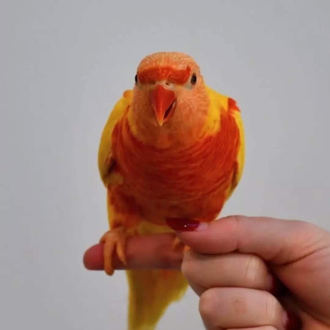 Post 7 by The Unusual Pet Vets on Instagram (image)
