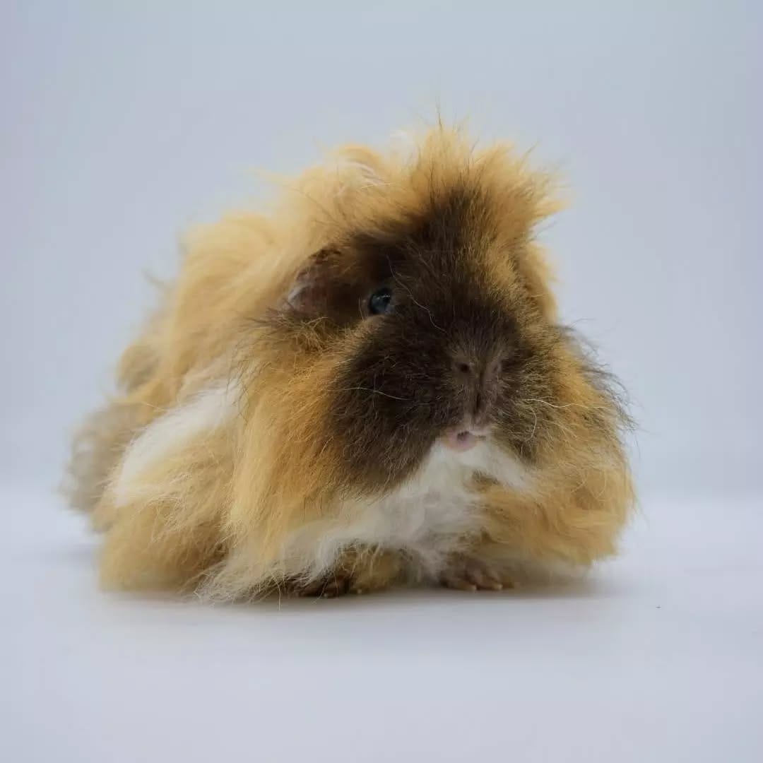 Post 2 by The Unusual Pet Vets on Instagram (image)