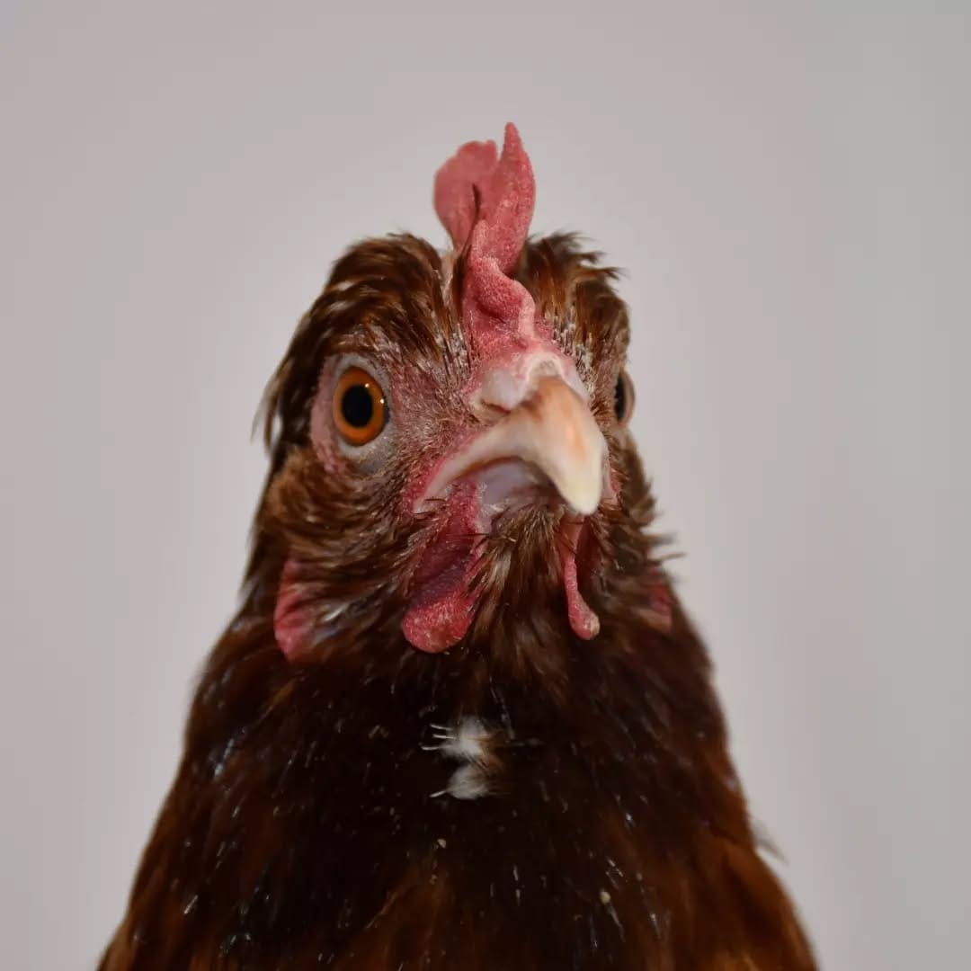 Post 9 by The Unusual Pet Vets on Instagram (carousel)