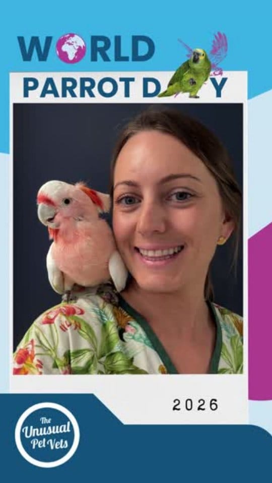 Post 6 by The Unusual Pet Vets on Instagram (video)