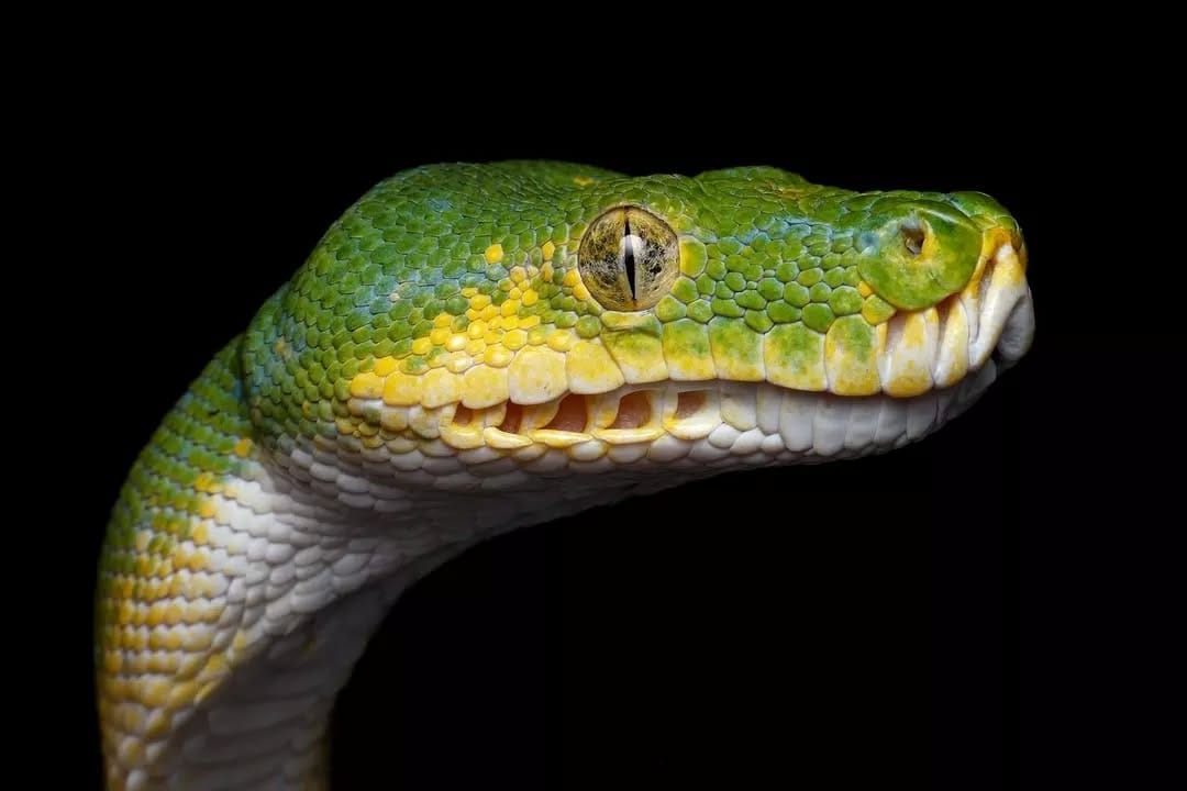 Post 4 by The Unusual Pet Vets on Instagram (image)