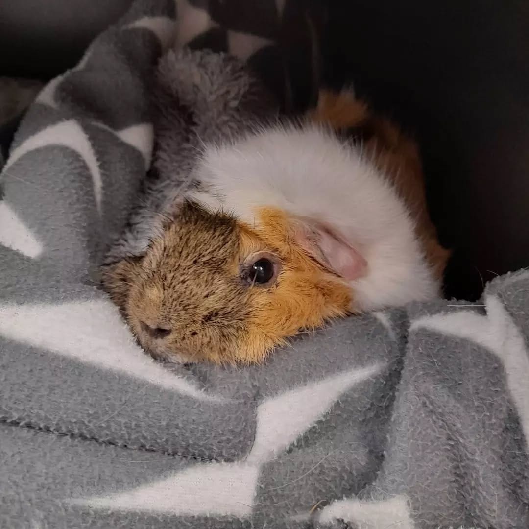 Post 10 by The Unusual Pet Vets on Instagram (image)