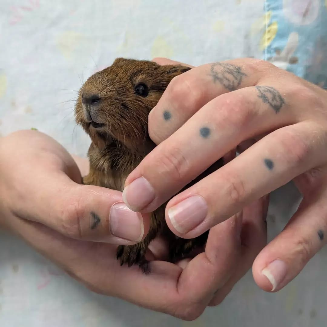 Post 5 by The Unusual Pet Vets on Instagram (carousel)
