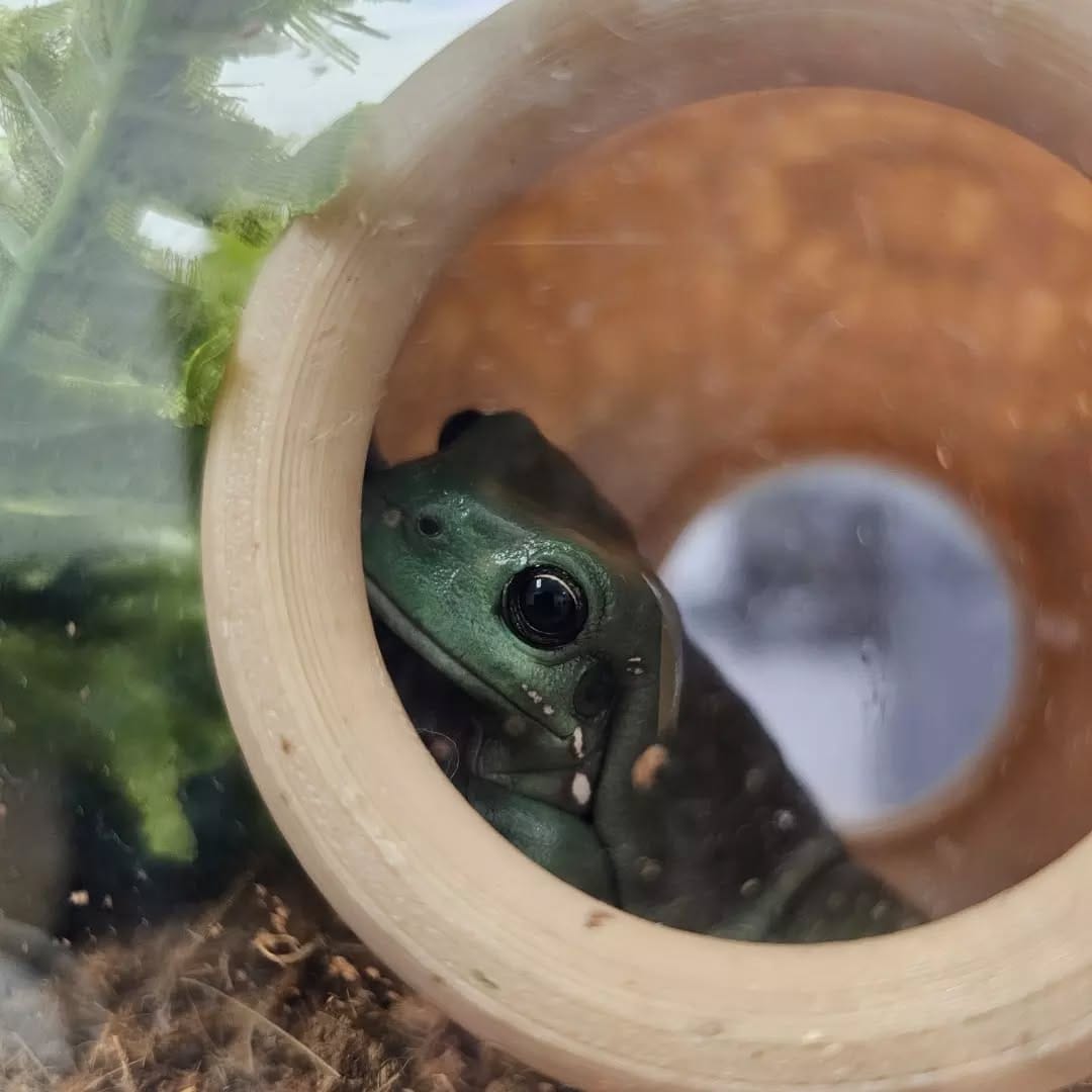 Post 8 by The Unusual Pet Vets on Instagram (image)