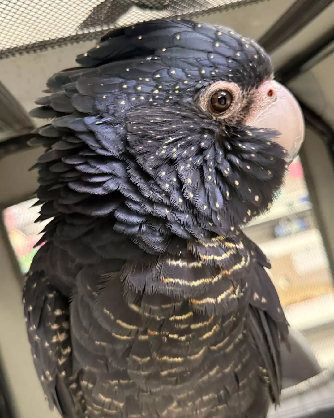 Post 3 by The Unusual Pet Vets on Instagram (image)