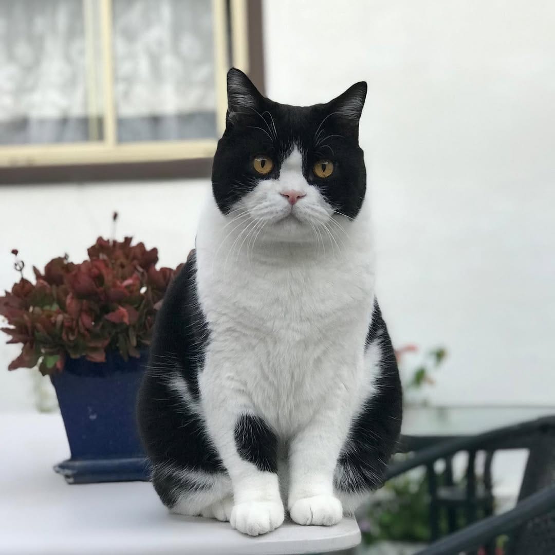 Post 1 by Pudding (RIP) & Georgie (RIP) on Instagram (image)