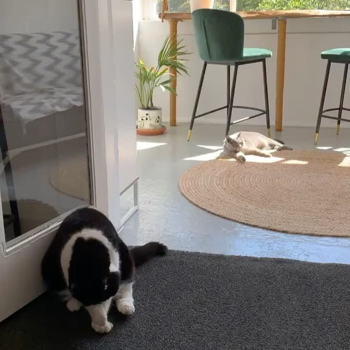 Post 5 by Pudding (RIP) & Georgie (RIP) on Instagram (video)