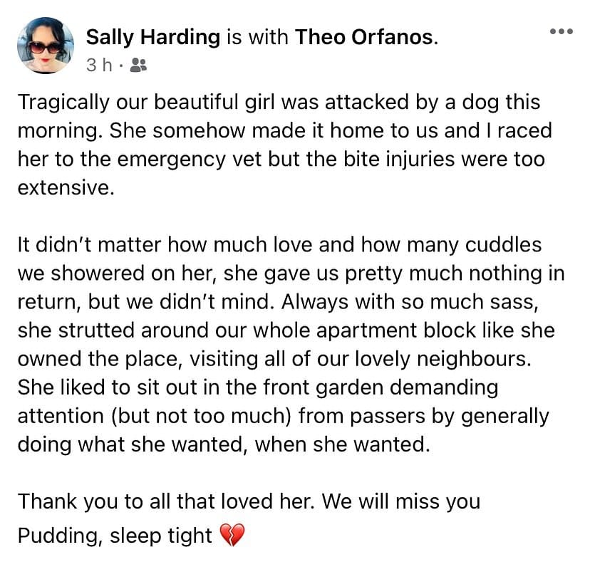 Post 3 by Pudding (RIP) & Georgie (RIP) on Instagram (image)
